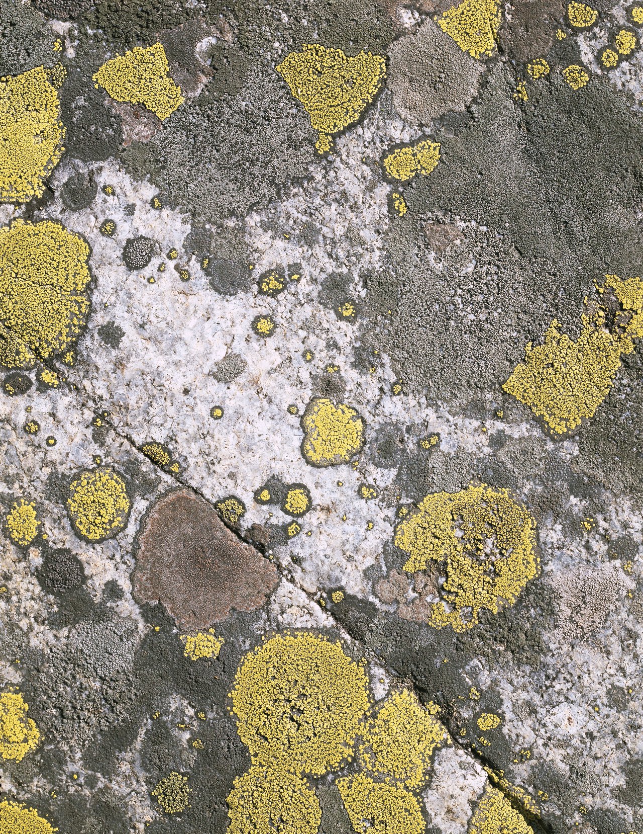 Карельский мох · Russia, Karelia · 2011